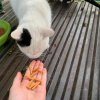 „Serce na klamerce”- zbiórka karmy dla zwierząt